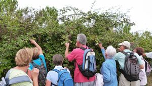 les mûres d'Avensan n'ont pas fait le mur