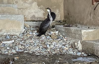 Un cormoran aux coffres