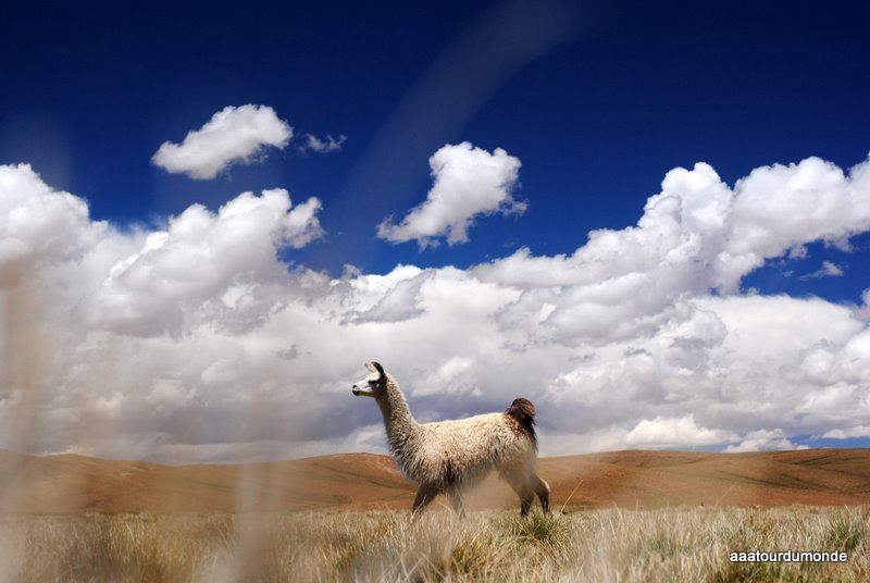 Album - UYUNI