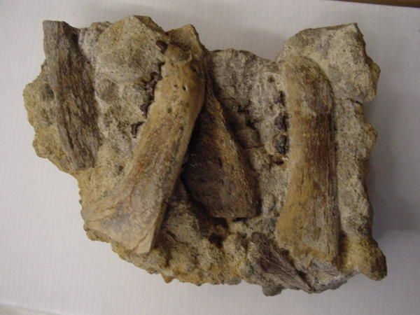 <p> </p>
<p>Les mammifères sont des fossiles très recherchés par les amateurs, ils datent principalement du Quaternaire mais des spécimens plus anciens sont connus, marins comme terrestres.</p>
<p>Les restes sont essentiellement des dents ou ossements isolés.</p>
<p>Tous appartiennent à ma collection.</p>
<p>Bon amusement !</p>
<p>Phil "Fossil"</p>
<p> </p>