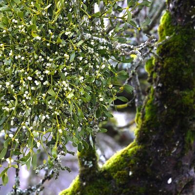 Tradition du gui pour la nouvelle année