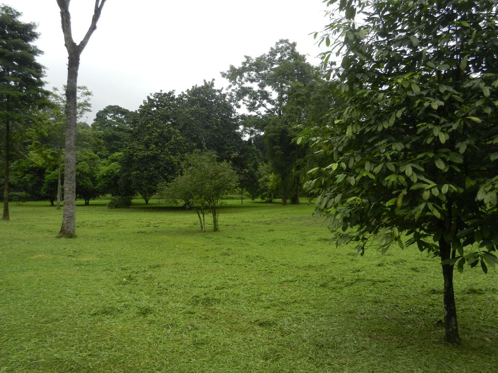 Limbé et ses plages, son parc botanique, son centre de la faune, son activité. Buea base pour le Mont Cameroun et le pont M'Fundi base pour le Nigeria