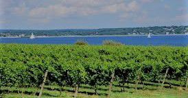 #White Merlot Producers Rhode Island Vineyards