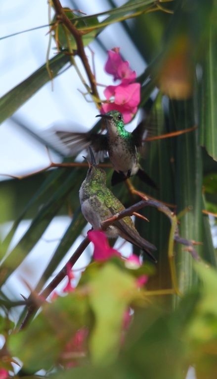 Colibris