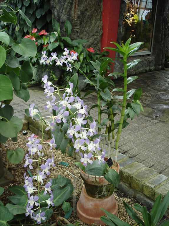 Album - jardin-botanique-et-biodome