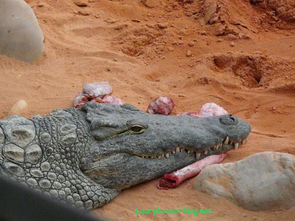 Majoritairement des crocodiles du Nil (Crocodilidés), ainsi que quelques Gavialidés & des Alligatoridés... 

article lié : http://lauryle.over-blog.net/article-7376466.html

