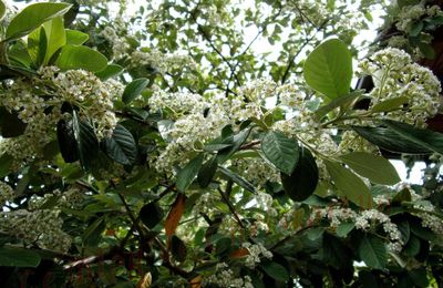 Floraison du cotonéaster