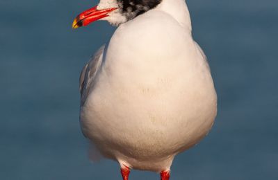 Elle ressemble à la mouette rieuse mais son bec est différent.