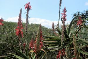 Fleurs et cactées. Parc de Kirstenbosch