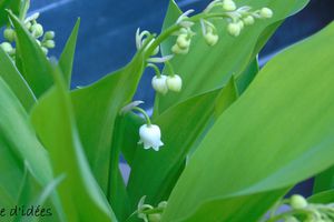 Le muguet..