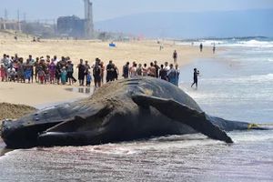 Du Mexique à l’Alaska, une mystérieuse hécatombe chez les baleines grises