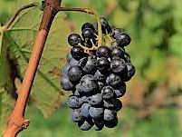 #Lagrein      Producers  Australia Vineyards 