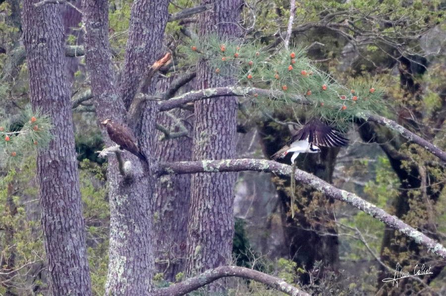 Balbuzard pécheur à Ondres et au marais d'Orx