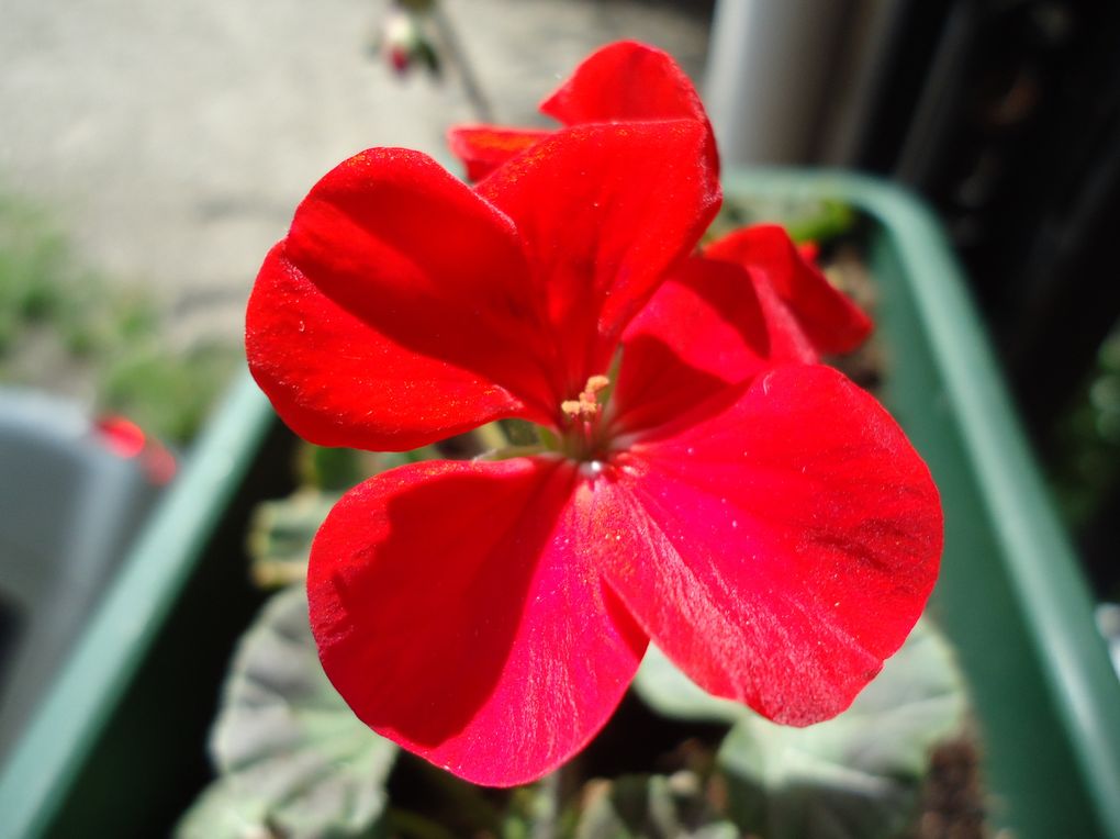 Album - Fleurs-de-notre-jardin