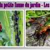 Jardin la petite faune - Les insectes 