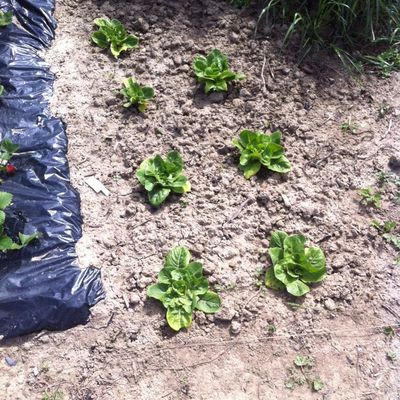 Le Potager de Gaël