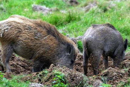 Dégâts des sangliers : les agriculteurs aux abois 