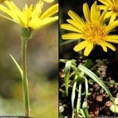 Tragopogon pratensis - Salsifis des prés