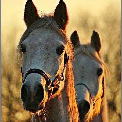 Les chevaux