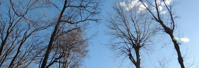 des brindilles et un cormoran - of twigs and a cormorant