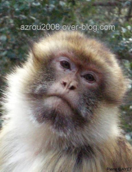 macaques de Barbarie (Macaca sylvanus) ou singe magot, dans une forêt de cèdres du moyen-Atlas marocain