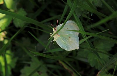 quel drôle de papillon !