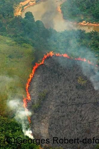 Une série d'image du véritable massacre écologique qui est en cours à Bornéo. Exploitation des bois précieux, du charbon de bois, plantation de palmiers à huile... Un sacré cocktail...!