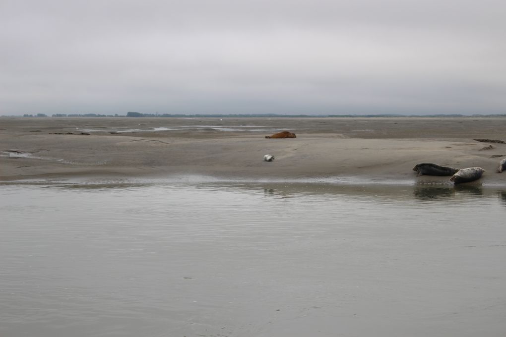 La plage et la baie d'Authie et ses phoques.