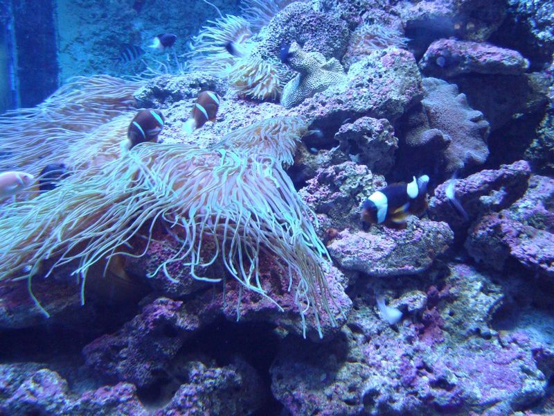 Album - L'aquarium de Sydney