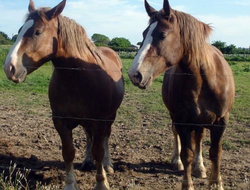 Quelques photos emprunt&eacute;es sur le site du poney ranch et sur les blog des cavali&egrave;res