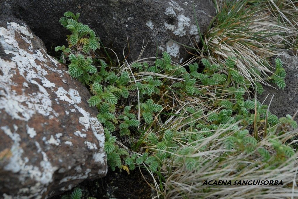 Album - 39-Les-plantes-superieures-natives