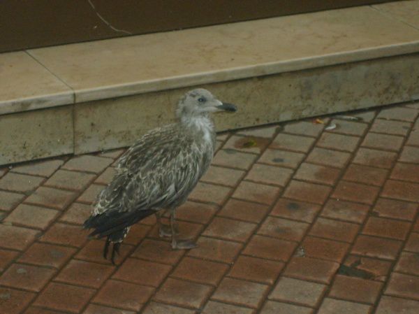 Un bel oiseau...pas commode !