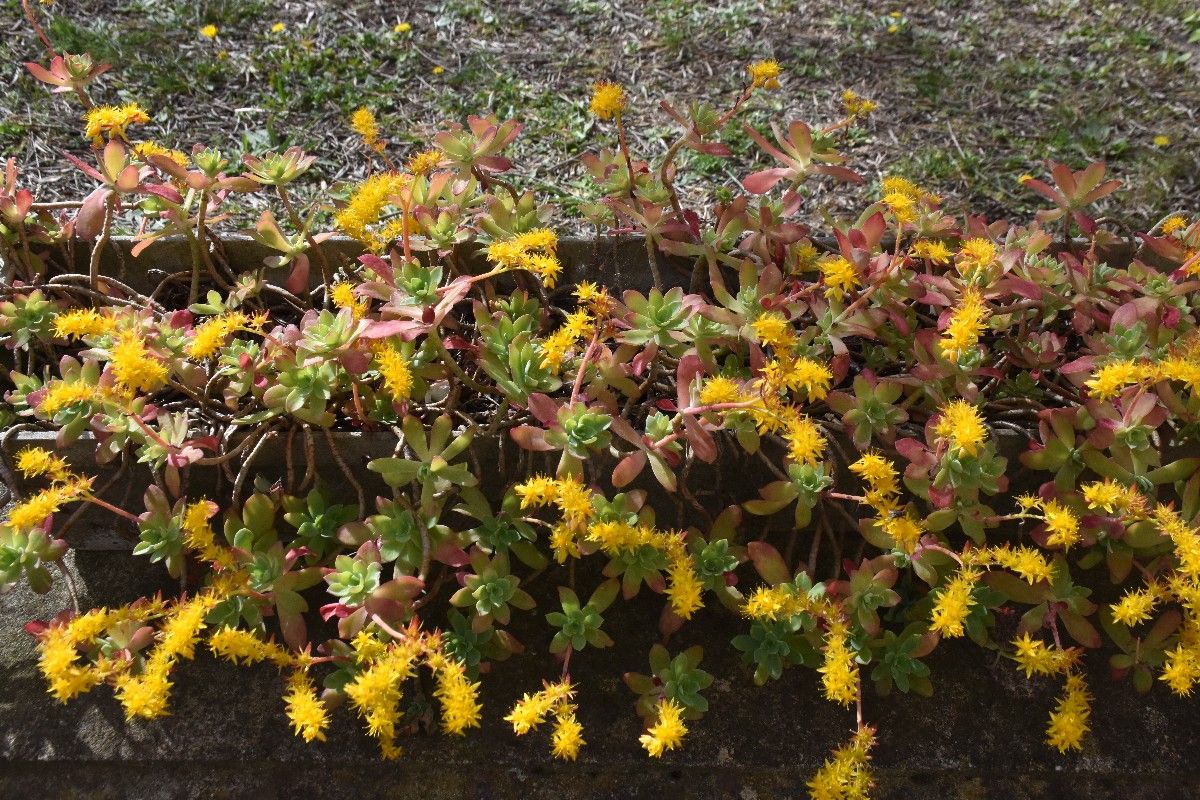 LES SUCCULENTES ECONOMISEUR D’EAU