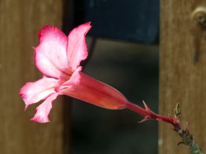 Fleurs du jour (24-06) - J'ai descendu dans mon jardin... (24)