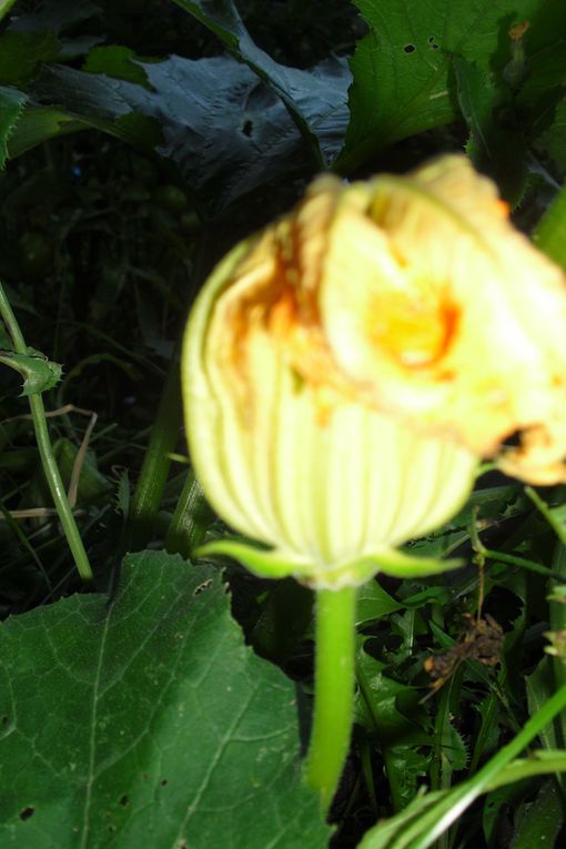 Encore des fleurs , toujours des fleurs de mon jardin !