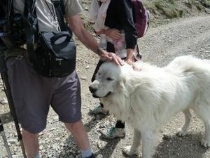  « La ballade des animaux »  ou Comment séduire les marmottes ? . 