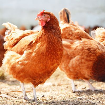 L'œuf qui ne tue pas la poule