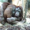 Comportement social des Primates: Les grands singes