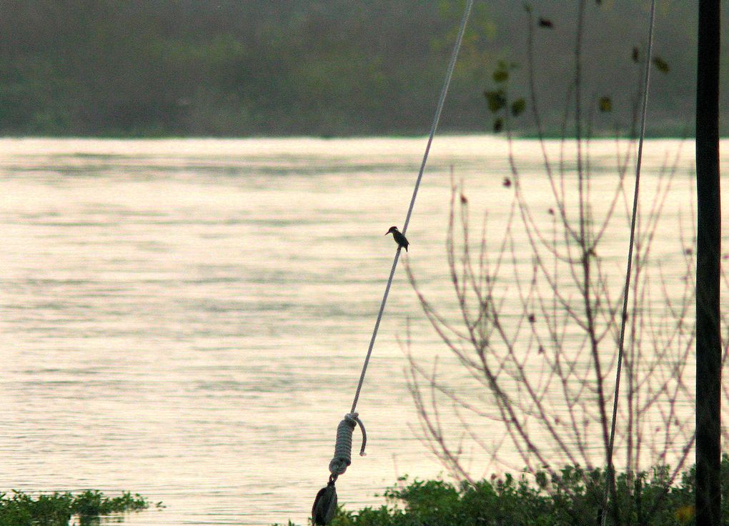 Six saisons d'affûts des Martins pêcheurs au bord e la Loire, soit plusieurs centaines d'heures, pour des vues pour certaines inédites. Photos de Jean-Marie Salomon, reproduction interdite sans autorisation.