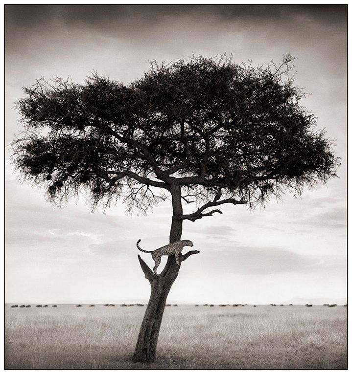 Voici, en complément de l'article "l'Afrique au crépuscule" du photographe Nick Brandt, (colonne de droite du blog - galerie de dessins) 45 photos parmi les plus belles du livre.