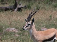 Serengeti - entre Kleins Gate et Seronera (2)