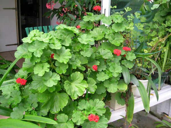 Album - Jardins-en-fleurs