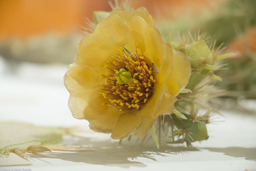 Détails de modèles de plantes en verre.