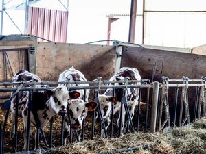 Non, ce n'est pas une foire agricole! Mais quelques images de la campagne béarnaise sous le soleil, et d'adorables petits veaux qui deviendront d'énormes vaches laitières!