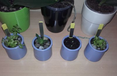 Mes nouvelles et prochaines plantes 