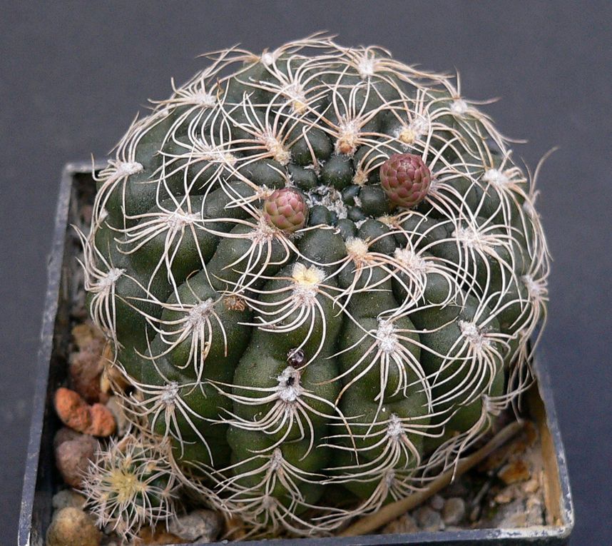 Plantes au port habituellement bas et à la spination très variable. Les fleurs se caractérisent par leur calice nu et écailleux. Le genre a une vaste aire de répartition dans les 2 tiers sud de l'Amérique du sud. Album des espèces de A à M.