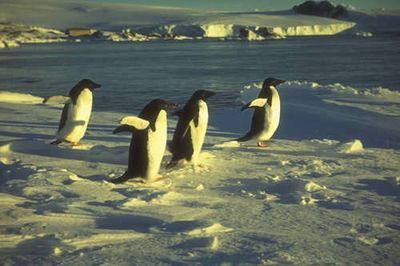 Antarctique