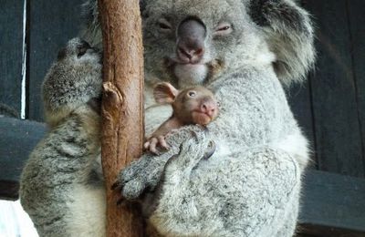 Un koala avec son petit.............Autralie.
