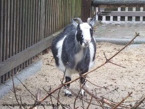 Braunbär, Elefantendame Karla, Blauflügel-Jägerliest, Brillenpinguine, Im Streichelzoo