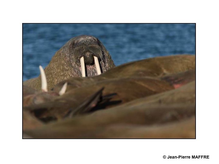 Les morses, comme les ours polaires, ne se rencontrent qu’en Arctique ou à l’extrême nord des océans Pacifique et Atlantique.